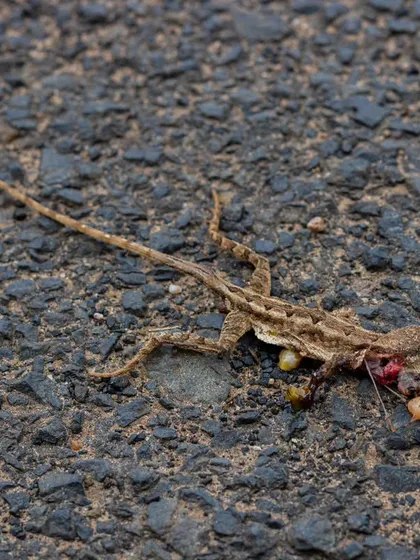 A heartbreaking moment from my trip to Gujarat. This female fan-throated lizard, full of eggs, was killed by a speeding vehicle. It’s a stark reminder of the impact we have on wildlife and why my work focuses on raising awareness for these forgotten victims.