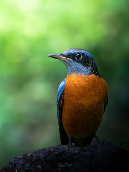 A Blue-capped Rock Thrush, a beautiful combination of orange and blue, captured in the Western Ghats.