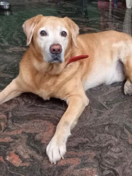 FurryDen - Home Dog Boarding A Cozy Place to Rest photo 9