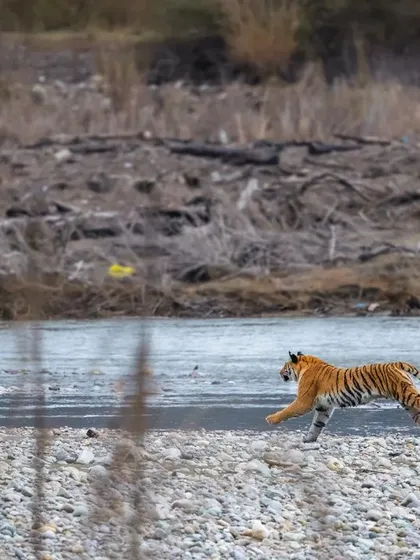 I was lucky to witness and document this entire hunting sequence at the Ramganga River in Corbett. A tigress spots her prey, dives into the river, and makes a successful kill, a raw display of instinct and power.