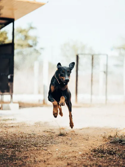 Look at that air time! This Doberman is enjoying the freedom of our large, securely fenced play area, a key feature of my cage-free dog boarding service.