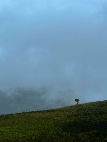 A minimalist shot of the lonely tree on a foggy day at Kudremukha.
