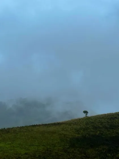 A minimalist shot of the lonely tree on Kudremukha peak, surrounded by a sea of fog.