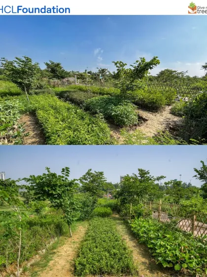 This is our Harit Upvan site in Greater Noida, a project we are developing with HCL. What was once a neglected area with cemented paths is now being transformed into a dense urban forest, bringing back biodiversity and creating a green lung for the community.
