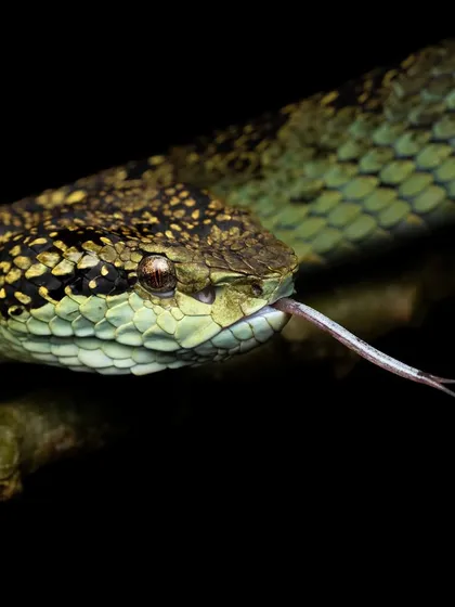 A Large-scaled Pit Viper flicks its tongue, a moment captured with patience and respect for the subject.