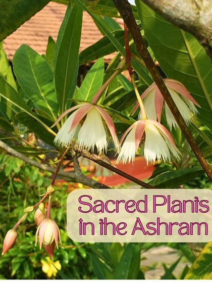 The sacred Rudraksha tree grows in our forest. We watch its flowers bloom and its seeds develop, which are traditionally used to make malas for meditation and spiritual practice.