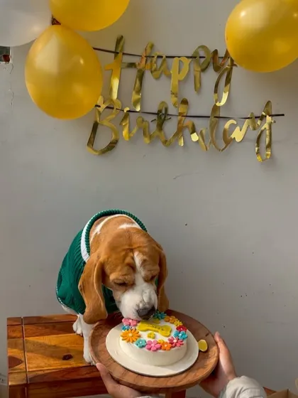 And he's off. Cooper wastes no time digging into his delicious and healthy birthday cake. That's what we call a happy customer.
