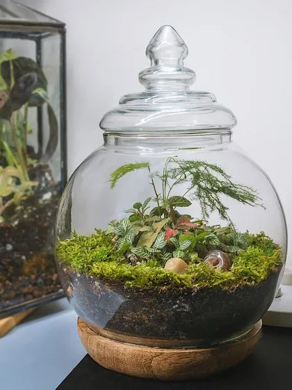 This sweet little candy jar terrarium is perfect for adding a touch of green to a small space. It also makes a wonderful, unique gift for any occasion.