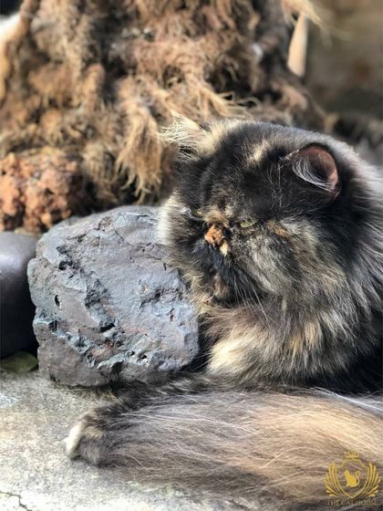 The Cat House - Cat Boarding Cozy Corners & Nap Time photo 5