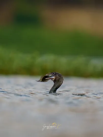 Duplicate of the cormorant subduing its catch, a raw and authentic wildlife moment.