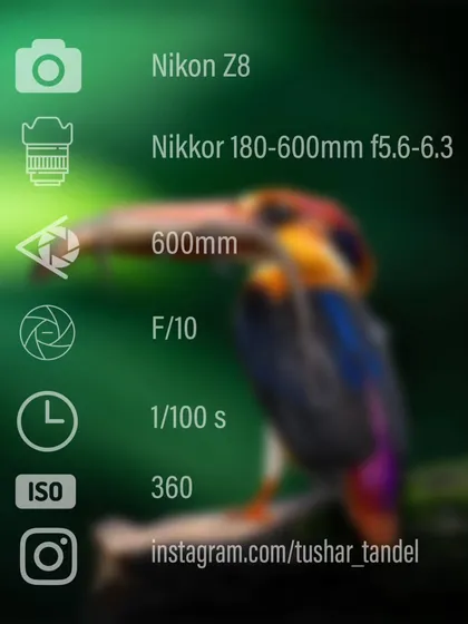 The settings behind my portrait of the Oriental Dwarf Kingfisher.