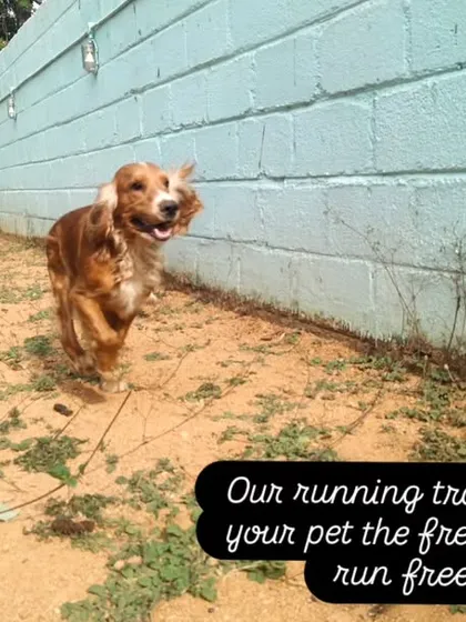 We have a long running track along the side of the property. It's perfect for the dogs who just love to run at full speed.