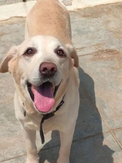 Stay - Dog Daycare Happy Faces of Stay photo 45