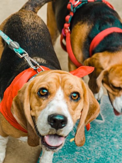 Two happy beagles out for a stroll inside our cafe. They look excited and ready to explore and meet new friends.