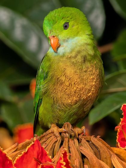 A Vernal Hanging Parrot covered in pollen after feasting on the blossoms of the Flame of the Forest tree, a magical sight.