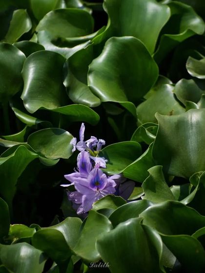 Lalith - Wildlife & Nature Photography Nature's Textures & Wallpapers photo 20