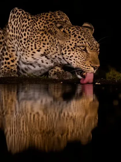 A leopard drinking at night in Kenya, the water reflecting the stars. The thrill of waiting in a hide for these moments is unmatched.