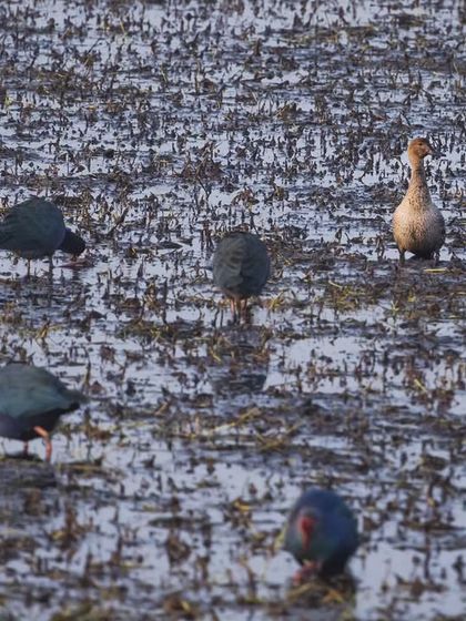 An odd one out: a Greylag Goose, a resident bird, stands amidst a flock of migratory Purple Swamphens in a wetland.