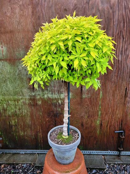 A demonstration of topiary creation. This Coleus plant has been carefully pruned and trained into a perfect 'standard' or lollipop shape, suitable for a pot or planter.
