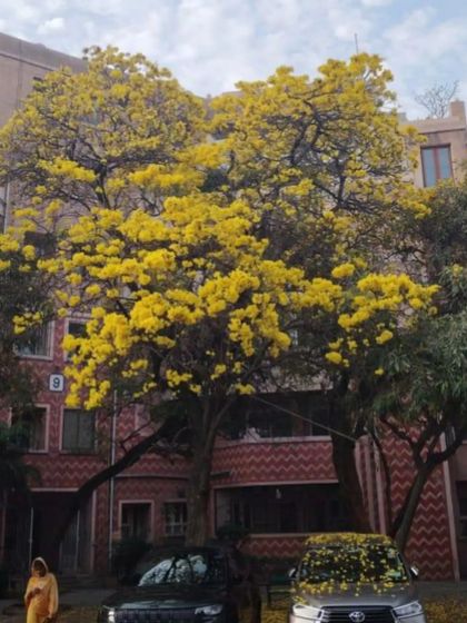 A magnificent Tabebuia tree in full yellow bloom, creating a stunning canopy over the cars below. We select and plant specimen trees that become breathtaking features of a property.