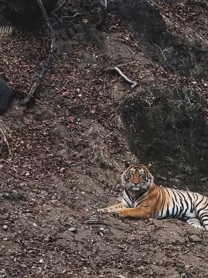 T95, also known as Toofan, resting on a slope in zone 4. Knowing the territories of specific tigers like Toofan is crucial for successful tracking on our safaris.