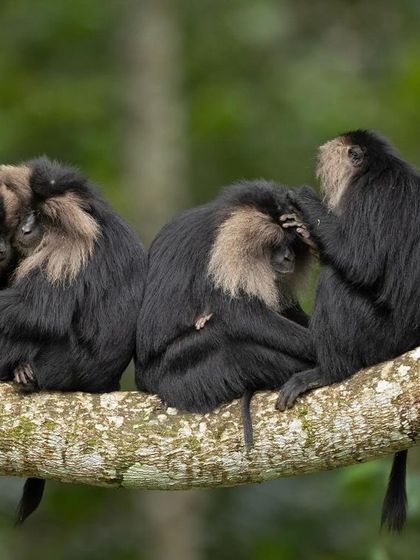 A group of Lion-tailed Macaques grooming each other. This social behavior is crucial for maintaining bonds within the troop.