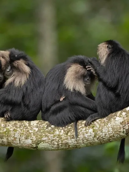 A duplicate of image 119, showing the intricate social grooming of Lion-tailed Macaques, an endangered primate of the Western Ghats.