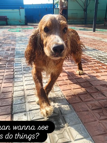 Hey hooman wanna see my ears do things? Towbi is always ready to show off for a treat.