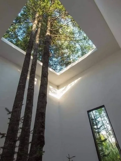 Looking up through a skylight to see towering trees is a breathtaking experience. This architectural choice protects the trees while making them a dramatic and inspiring part of the home's interior design.
