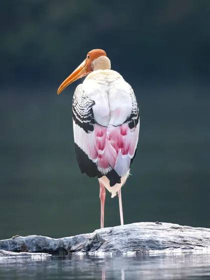 A Painted Stork seen from the back, showing its beautiful pink tertial feathers which give it its name. It's a common but always stunning sight.