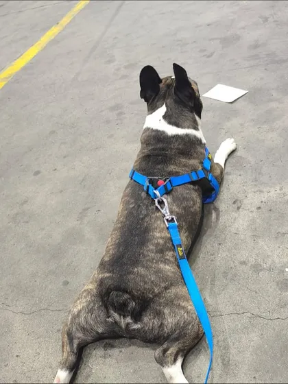 Bruno the French Bulldog takes a moment to relax on the floor at the cargo facility. His calm "sploot" pose shows he is not stressed by the airport environment, a direct result of our thorough preparation.