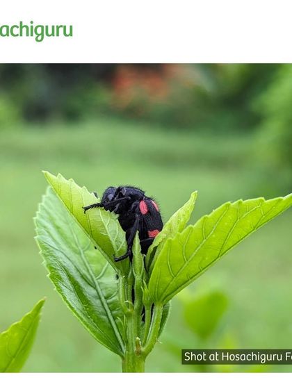 A blister beetle on a hibiscus leaf. While some insects can be pests, a balanced ecosystem with natural predators keeps everything in check without the need for harmful chemicals.