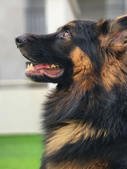 Thor, looking up with a happy expression.