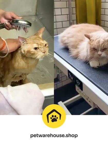 Pet Warehouse - Pet Grooming Services Words from Our Pet Parents photo 44