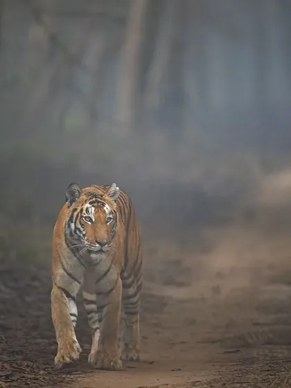 My first photograph of 2024, a tiger emerging from the fog in Philibit Tiger Reserve. This shot was the reward after a challenging journey and a short safari window.