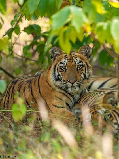 Two cubs resting in the shade, a peaceful moment from a winter safari.