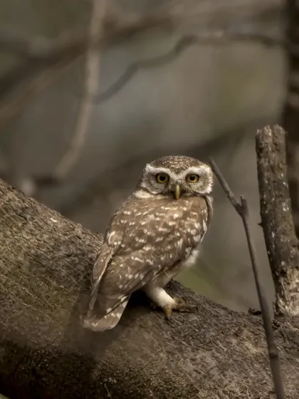 A Spotted Owlet on a bare branch, looking alert.