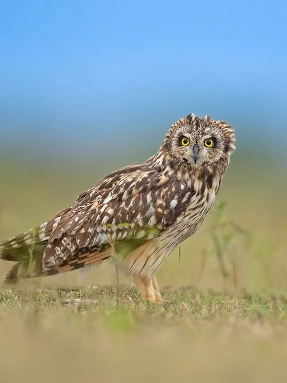 A Short-eared Owl on the ground, its large yellow eyes staring intently. These owls are often active during the day, providing unique photographic opportunities.