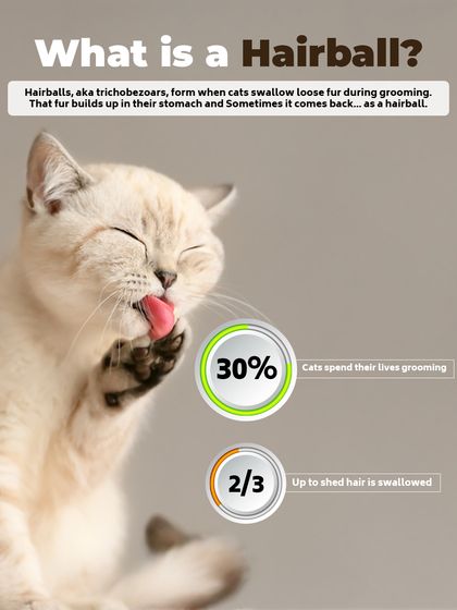 Augie Pets - Pet Grooming Services Seasonal & Health Care Guides photo 18