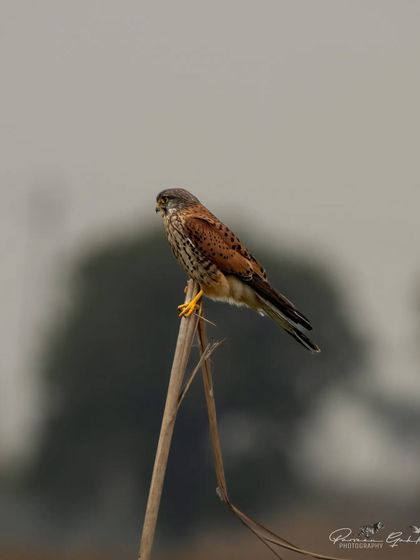 A male Common Kestrel perched on a thin reed, scanning for prey.
