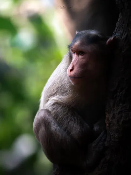 A monkey in a moment of quiet contemplation, a portrait from my Holi-themed post celebrating the vibrant colors of nature.