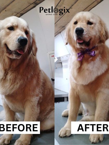 A beautiful Golden Retriever looking even more majestic after a full grooming. Our services help manage shedding and keep their golden coat shiny and healthy.