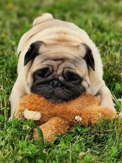 Buddy getting a good cuddle with his toy. It's important for pets to have familiar items with them to help them settle into their new environment.