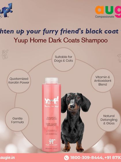 Augie Pets - Pet Grooming Services Shampoos & Conditioners for Every Coat photo 7