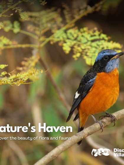 Discovery Village Resorts - Nature-based Getaways & Stays Wildlife Encounters & Safaris photo 7