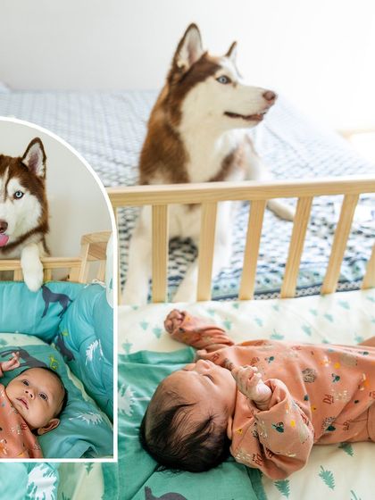 Pawparazzi By Prathima - Maternity & Newborn Photography with Pets Newborns & Their Furry Guardians photo 7