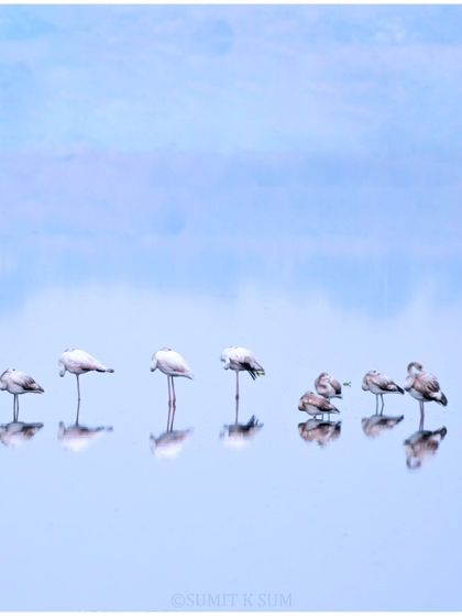 A slightly different composition of the flamingos, their reflections creating a beautiful, minimalist pattern.