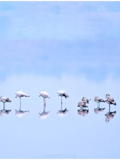 A slightly different composition of the flamingos, their reflections creating a beautiful, minimalist pattern.
