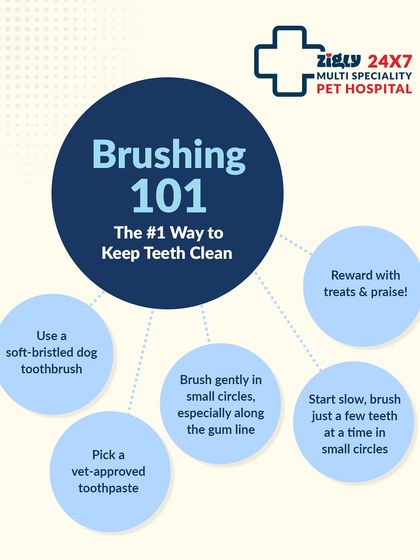 Zigly - Veterinary Services Specialized Care: Arthritis, Dental & Mobility photo 16