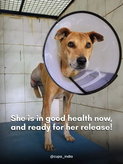 This brave girl is now in good health and ready for release. After arriving with a large tumor that required her leg to be amputated, she has recovered beautifully. She is a testament to the strength of street animals.